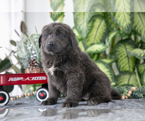 Medium Photo #1 Newfoundland Puppy For Sale in SUGARCREEK, OH, USA