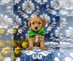 Small Photo #3 Bichpoo Puppy For Sale in CHRISTIANA, PA, USA