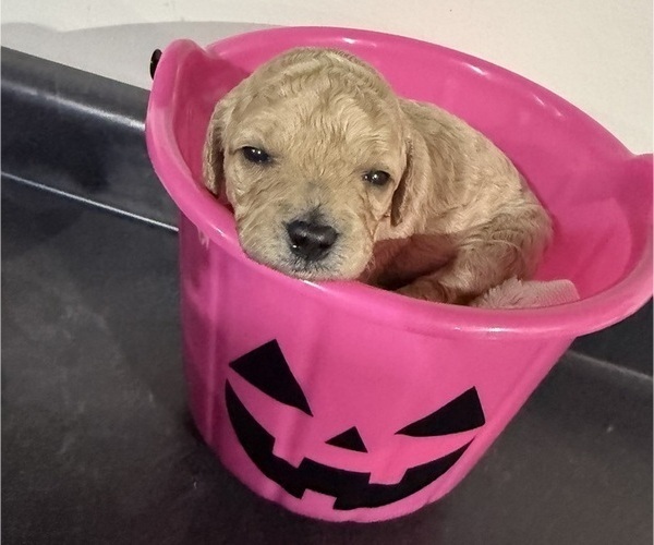 Medium Photo #8 Poodle (Miniature) Puppy For Sale in CONCORD, MN, USA