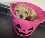 Small #7 Poodle (Miniature)