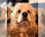 Small #13 Cocker Spaniel