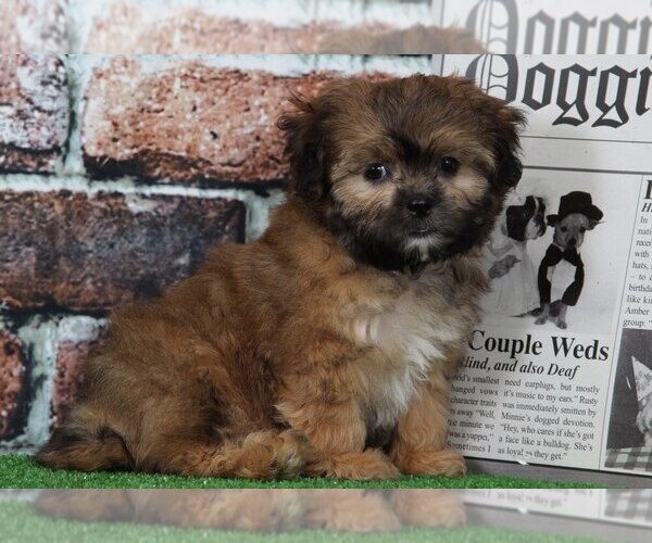 Medium Photo #2 Zuchon Puppy For Sale in BEL AIR, MD, USA