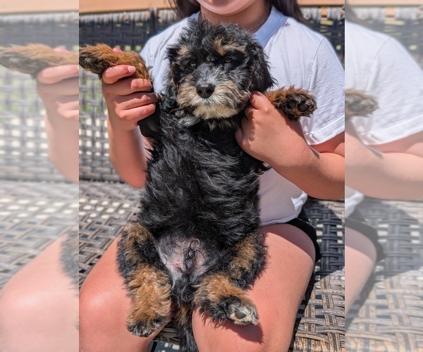 Medium Photo #19 Bernedoodle (Miniature) Puppy For Sale in SACRAMENTO, CA, USA