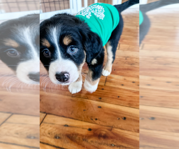 Medium Photo #1 Australian Shepherd-Bernedoodle Mix Puppy For Sale in MELROSE, NY, USA
