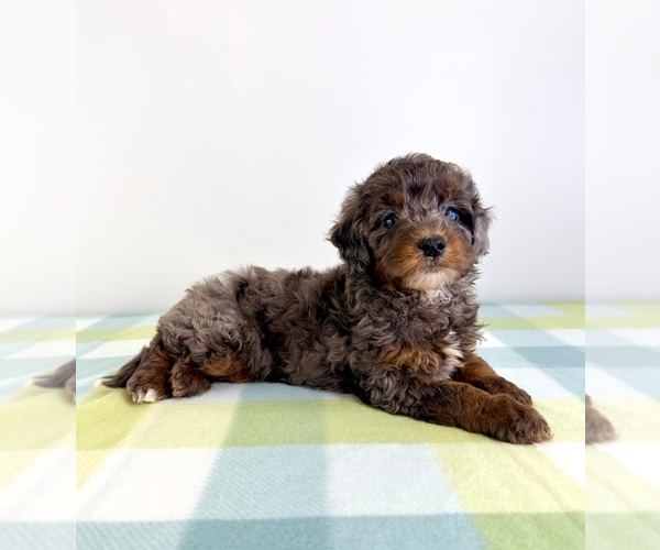 Medium Photo #1 Bernedoodle (Miniature) Puppy For Sale in GREENFIELD, IN, USA