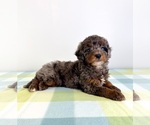 Small Bernedoodle (Miniature)