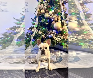 French Bulldog Puppy for sale in RIO LINDA, CA, USA