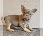 Small #2 French Bulldog