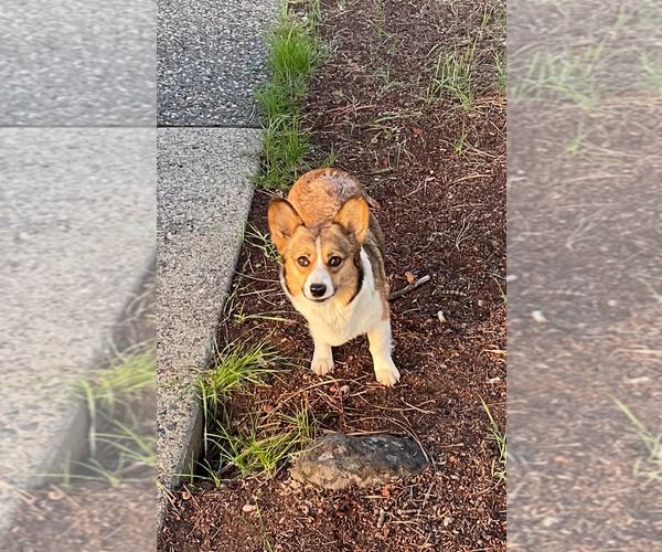 Medium Photo #1 Pembroke Welsh Corgi Puppy For Sale in ROMOLAND, CA, USA