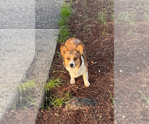 Mother of the Pembroke Welsh Corgi puppies born on 03/27/2025