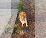 Small Photo #1 Pembroke Welsh Corgi Puppy For Sale in ROMOLAND, CA, USA