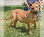 Small #7 American Staffordshire Terrier-Boxer Mix