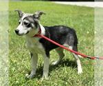 Small #2 Huskies  Mix