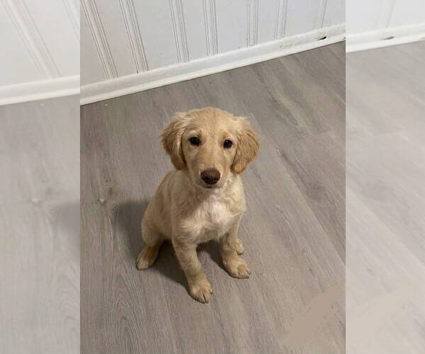 Medium Photo #6 Catahoula Leopard Dog-Goldendoodle Mix Puppy For Sale in CLEVES, OH, USA