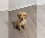 Puppy Penny Catahoula Leopard Dog-Goldendoodle Mix