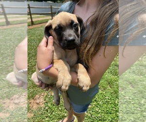 Mastiff Puppy for sale in MOUNT AIRY, NC, USA