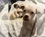 Small #9 Boxer-Mastiff Mix