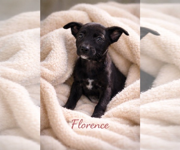 Medium Photo #5 Mutt Puppy For Sale in Pompano Beach , FL, USA