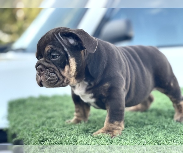 Medium Photo #1 English Bulldog Puppy For Sale in DEL ROSA, CA, USA