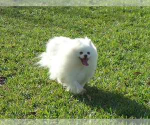 Father of the Pomeranian puppies born on 07/01/2022