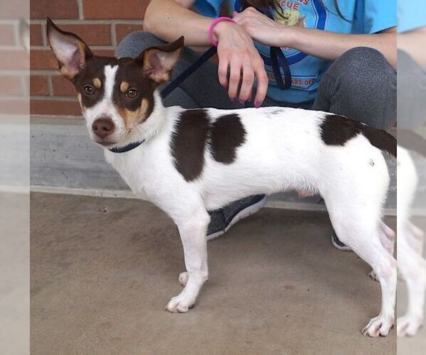 Medium Photo #2 Rat Terrier-Unknown Mix Puppy For Sale in Carrollton, TX, USA