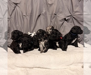 Newfypoo Litter for sale in ANGOLA, IN, USA