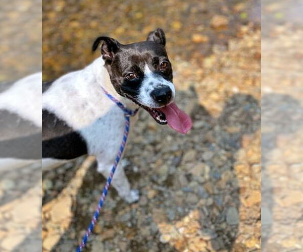 Medium Photo #5 Mutt Puppy For Sale in Crandall, GA, USA