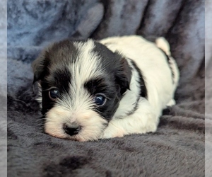 Havanese Puppy for sale in POST FALLS, ID, USA