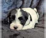 Image preview for Ad Listing. Nickname: BUBBLES