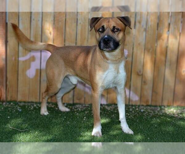 Medium Photo #3 Mutt Puppy For Sale in West Valley, UT, USA