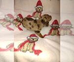 Small Photo #1 Dachshund Puppy For Sale in GORDONVILLE, TX, USA