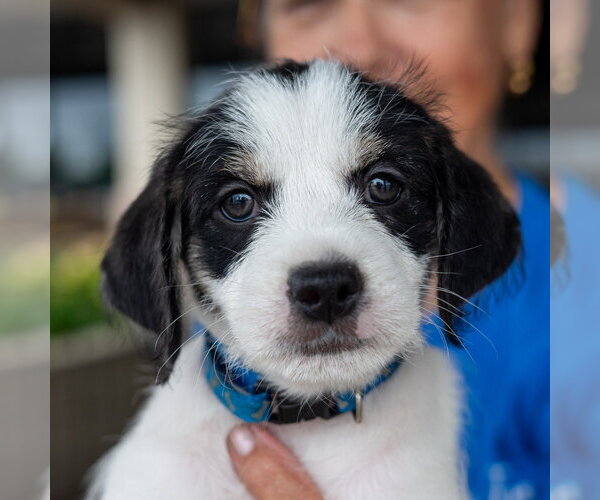 Medium Photo #2 ShiChi Puppy For Sale in Mundelein, IL, USA