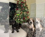 Small #3 Tibetan Terrier Mix