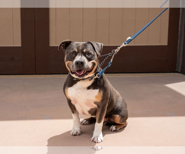 Medium Photo #15 American Staffordshire Terrier-Unknown Mix Puppy For Sale in Lake Forest, CA, USA