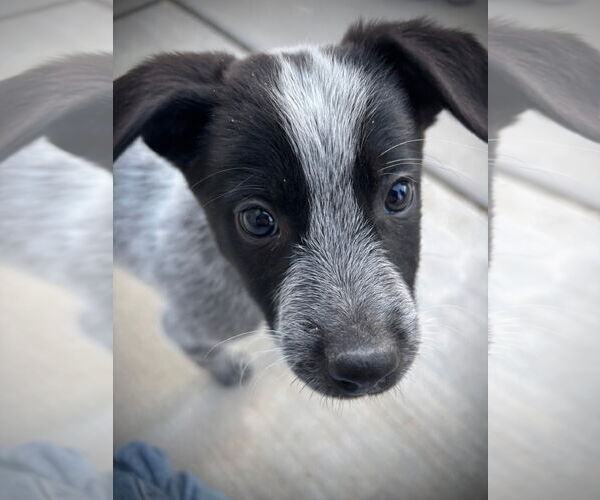 Medium Photo #8 Mutt Puppy For Sale in Sandy, UT, USA