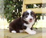 Small #2 Aussie-Poo