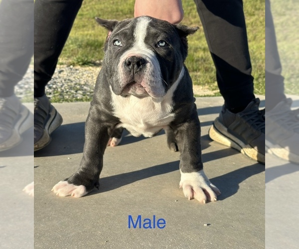 Medium Photo #2 American Bully Puppy For Sale in RED BAY, AL, USA