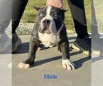 Small Photo #2 American Bully Puppy For Sale in RED BAY, AL, USA