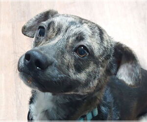 Mountain Cur-Unknown Mix Dogs for adoption in Boston, MA, USA