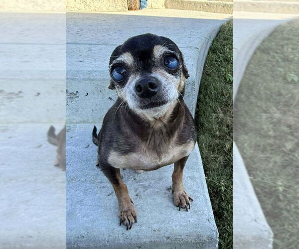 Medium Photo #1 Chihuahua Puppy For Sale in Boonton, NJ, USA