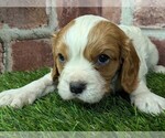 Small #7 Cavalier King Charles Spaniel