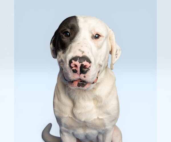 Medium Photo #1 Labrenees Puppy For Sale in Rowlett, TX, USA