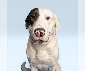 Labrenees Dogs for adoption in Rowlett, TX, USA