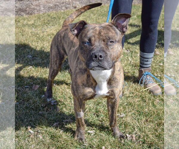 Medium Photo #4 American Staffordshire Terrier-Boxer Mix Puppy For Sale in Huntley, IL, USA