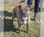 Small #3 American Staffordshire Terrier-Boxer Mix