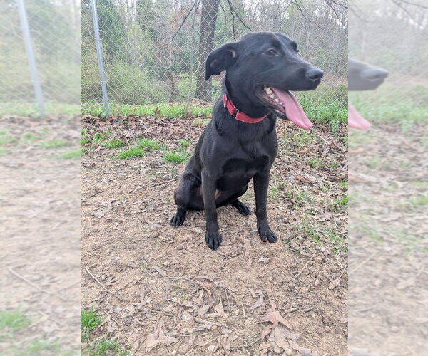 Medium Photo #4 Labrador Retriever-Unknown Mix Puppy For Sale in Boston, MA, USA