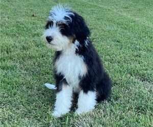 Medium Miniature Bernedoodle