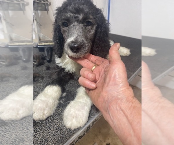 Medium Photo #1 Poodle (Standard) Puppy For Sale in COLORADO SPRINGS, CO, USA