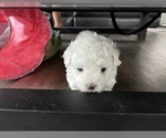 Small Photo #27 Bichpoo Puppy For Sale in MELROSE, FL, USA