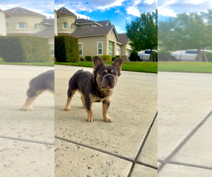 Father of the French Bulldog puppies born on 04/26/2025